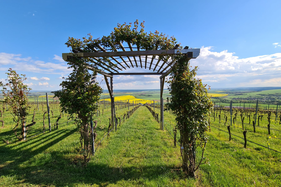 cevela 900x600 vinice